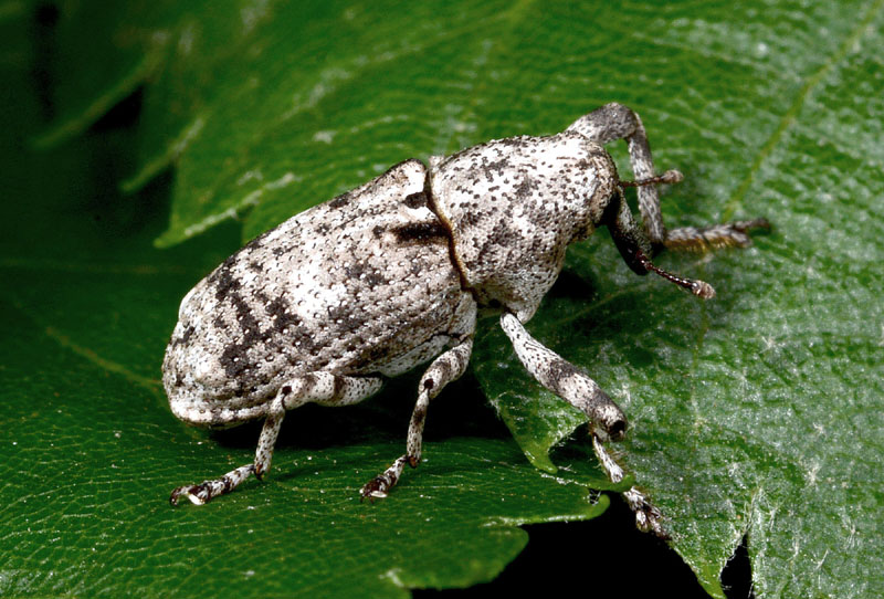 Curculionidae:  Gasterocercus depressirostris